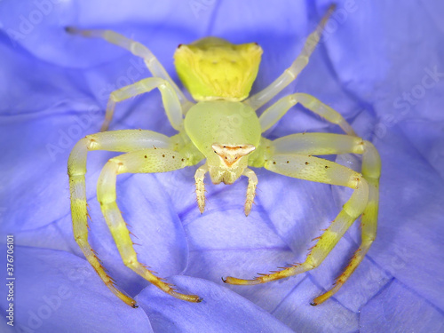 Spider. Crab spider or Flower crab spider, Thomisus onustus (Thomisidae). Close up. Macro