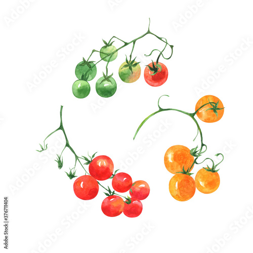 Set of watercolor images of tomatoes. Yellow, red and green cherry tomatoes on a white background.