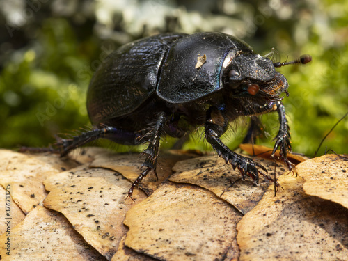 Macro photo of a beetle on a cone