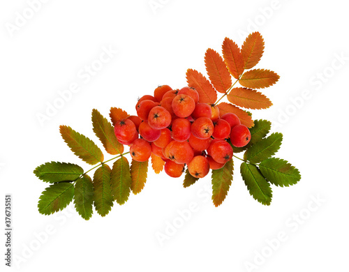 Red autumn rowanberries and leaves in arrangement