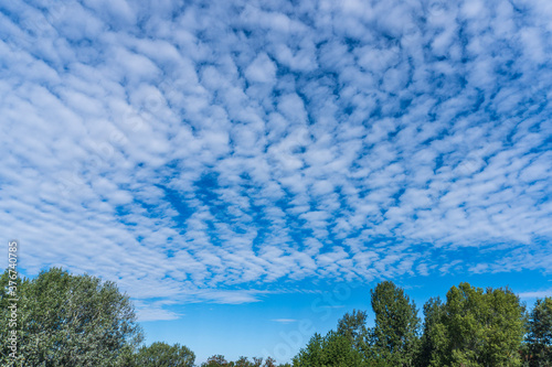 Small fluffy altocumulus clouds against a blue sky on a sunny day with green trees beneath