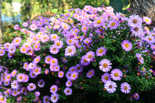 Growing beautiful Aster alpinus, dwarf pink alpine aster flowers richly blooming in the flowerbed in autumn.