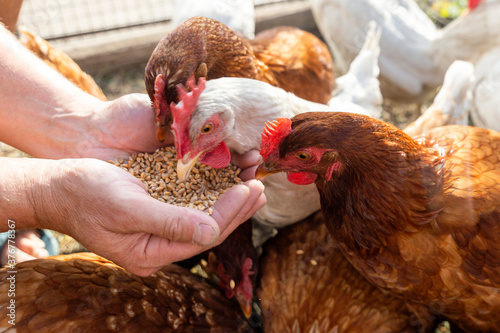 The farmer hand-feeds his hens with grain. Natural organic farming concept