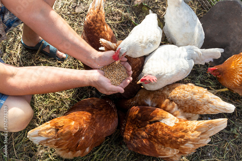 The farmer hand-feeds his hens with grain. Natural organic farming concept