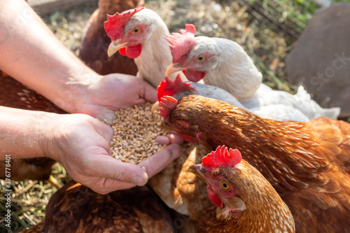 The farmer hand-feeds his hens with grain. Natural organic farming concept