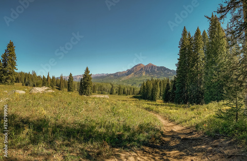 A meadow in the mountains outside of Crested Butte, Colorado