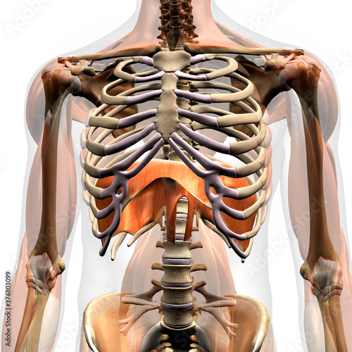 Diaphragm Muscle, Human Anatomy 3D Rendering