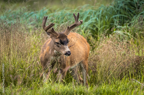 Sitka Black-tailed Deer Buck Rutting in Tall Grass