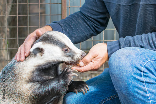 A man feeds a badger from the palm of his hand at the zoo.