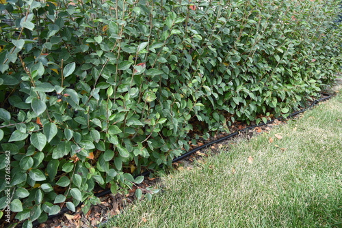 Bushes hedge with drop irrigation system and mulching