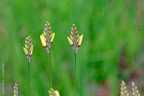 Yellow flower in the grass - African corn lily