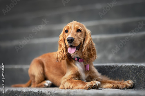 happy red cocker spaniel puppy lying down in a collar and id tag outdoors