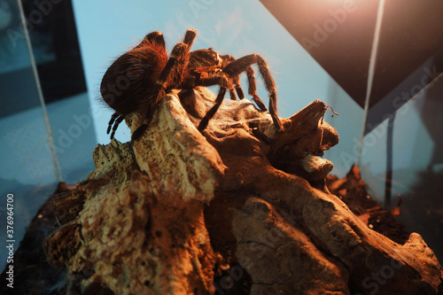 a large black spider with white stripes and villi of the genus Acanthoscurria brocklehursti sits on a rock in a glass terrarium under a light bulb