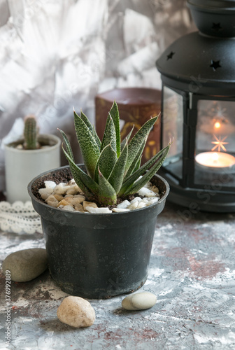 Small succulent gastroaloe in a pot, cactus and lantern on the table 