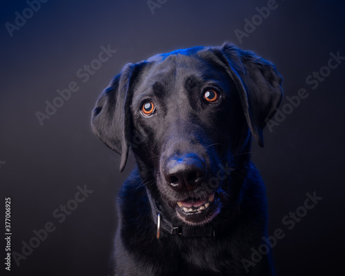 Black labrador, on black background with blue highlights.
