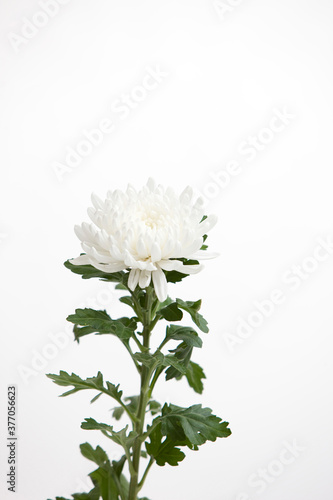 white chrysanthemum on white background