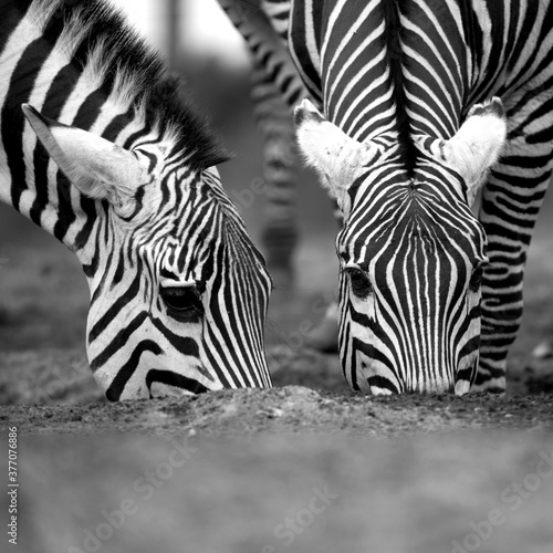 Two Zebra (Equus quagga) drinking from a waterhole. Kenya. Square Composition.
