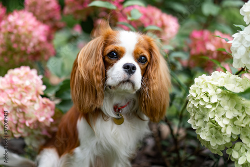 cavalier king charles spaniel