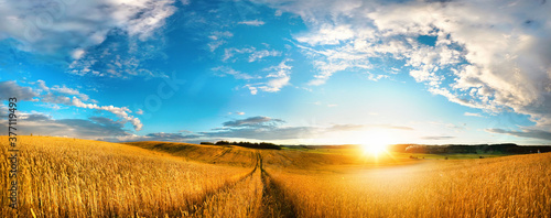 Beautiful natural landscape panorama of golden wheat field at sunset against background of evening blue sky with clouds. Bright colorful pastoral image.