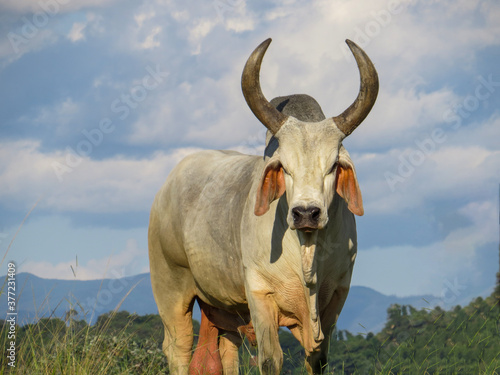 Guzerá bull was the first breed of zebu cattle to arrive in Brazil. close up