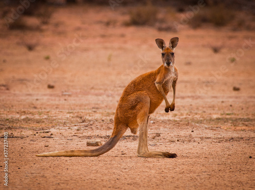 Red kangaroo (Macropus rufus) in the desert looking at the camera. Largest of all kangaroos and largest terrestrial mammal native to Australia. 