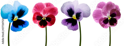 Set pansy flowers blue, purple, red, violet on white isolated background with clipping path. Closeup. Nature.