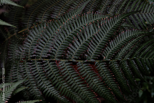 Dark green fern leaves background. Natural pattern of green fern fronds (common polypody). Botanical lush foliage background for eco design with copy space