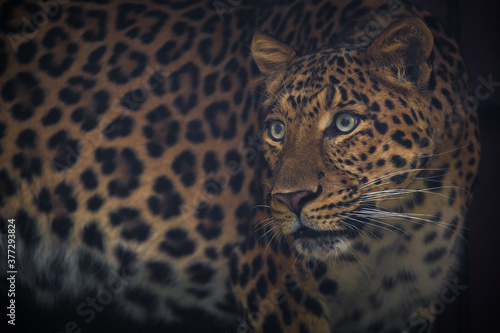 Chinese leopard portrait from nature