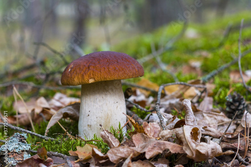 cep mushroom in forest moss and foliage