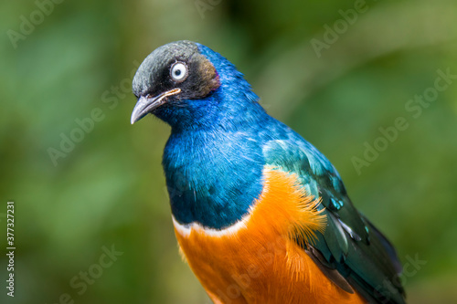 A Superb starling (Lamprotornis superbus) closeup. This species has a very large range and can commonly be found in East Africa. It has a long and loud song consisting of trills and chatters