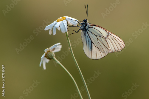 The butterfly Aporia crataegi butterflyrus covered with dew sits on a summer morning on a daisy flower