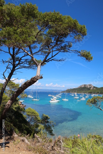 Baie et plage Notre-Dame sur l'île de Porquerolles au large de la ville d’Hyères, avec un pin sur la côte au bord de la mer Méditerranée (France)