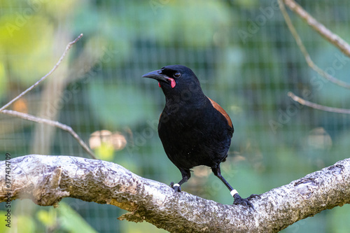 North Island saddleback or tieke perched on a branch