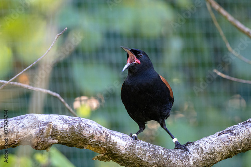 North Island saddleback or tieke perched on a branch