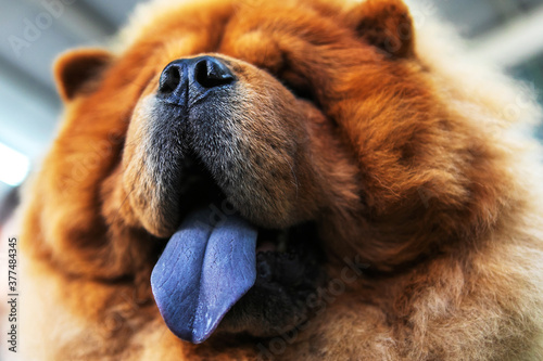 chow chow. Large dog face with protruding purple tongue. Close-up portrait of an animal.