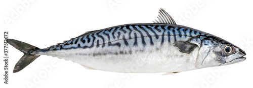 Mackerel fish isolated on white background. Fresh seafood