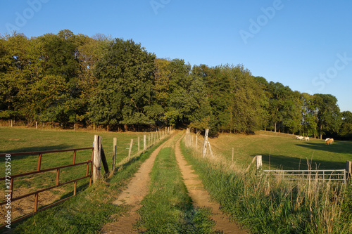 road for tractors in between two meadows, in an agricultural countryside-landscape
