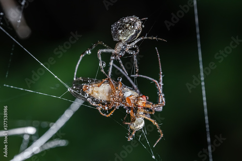 Close up macro shot of a two spiders fight for the captured victim