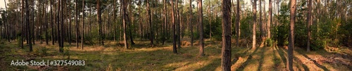 Panorama of trees in a coniferous forest in central Poland.