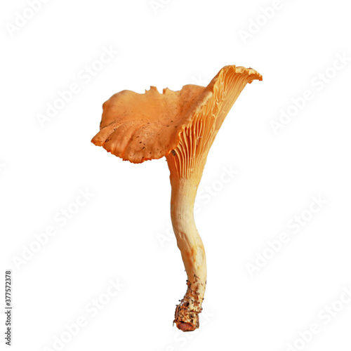 Mushroom orange chanterelle isolated on a white background