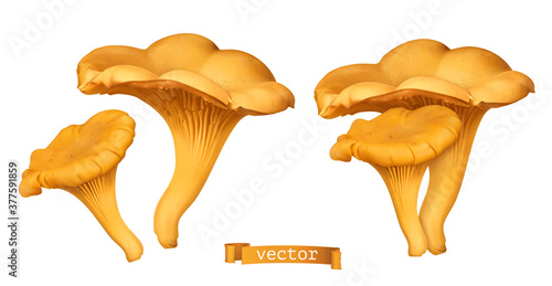 Golden chanterelle mushroom. 3d vector realistic illustration
