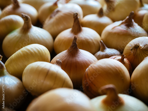 Many heads of Golden and brown onions are lying on the table, close-up, top view. Organic, agricultural culinary background. Spices and ingredients for a salad. Healthy food and vitamins