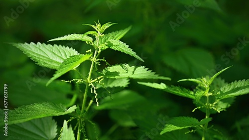 Beautiful nettle in nature with sun. (Urtica dioica)