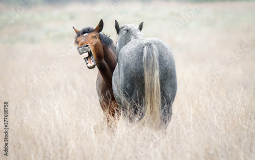 Funny horse neighing closeup. Two wild horses in dry steppe.