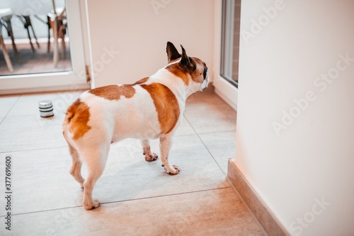 Französische Bulldoge schaut aus dem Fenster