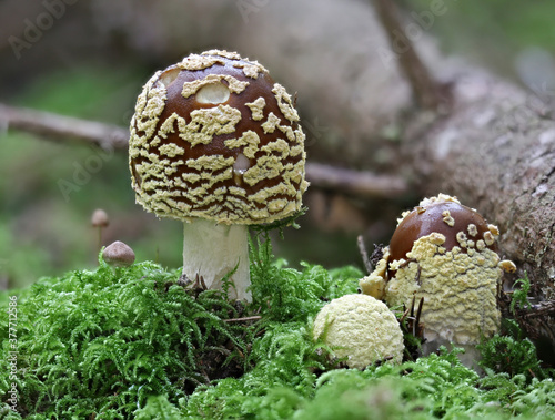 Amanita regalis - royal fly agaric or brown fly agaric