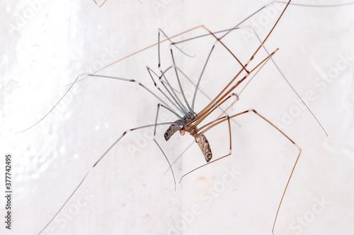 Cellar Spiders of the Family Pholcidae