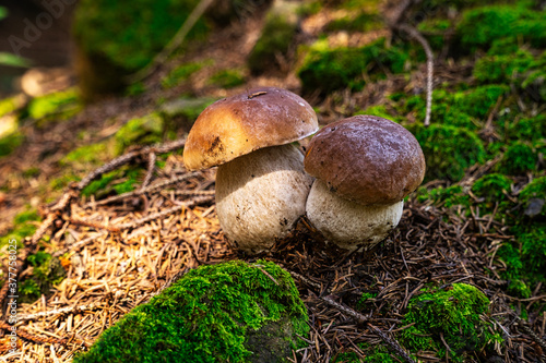 Steinpilze im Wald