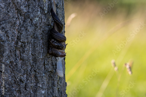 Mating great grey slugs hanging down from tree