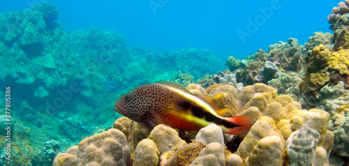 Blackside Hawkfish in Honolua Bay, Maui, Hawaii.